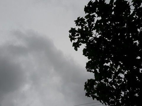 tree...
