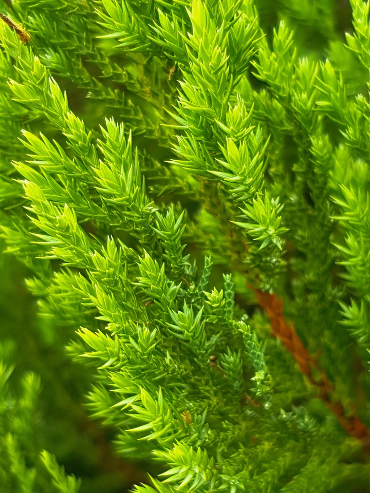 Greens