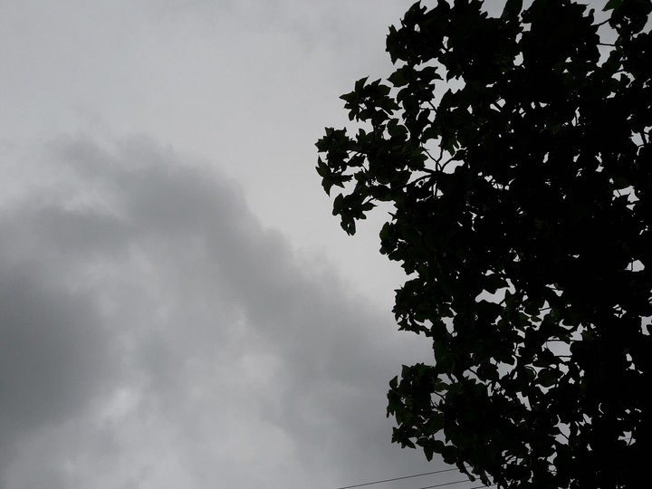 tree...