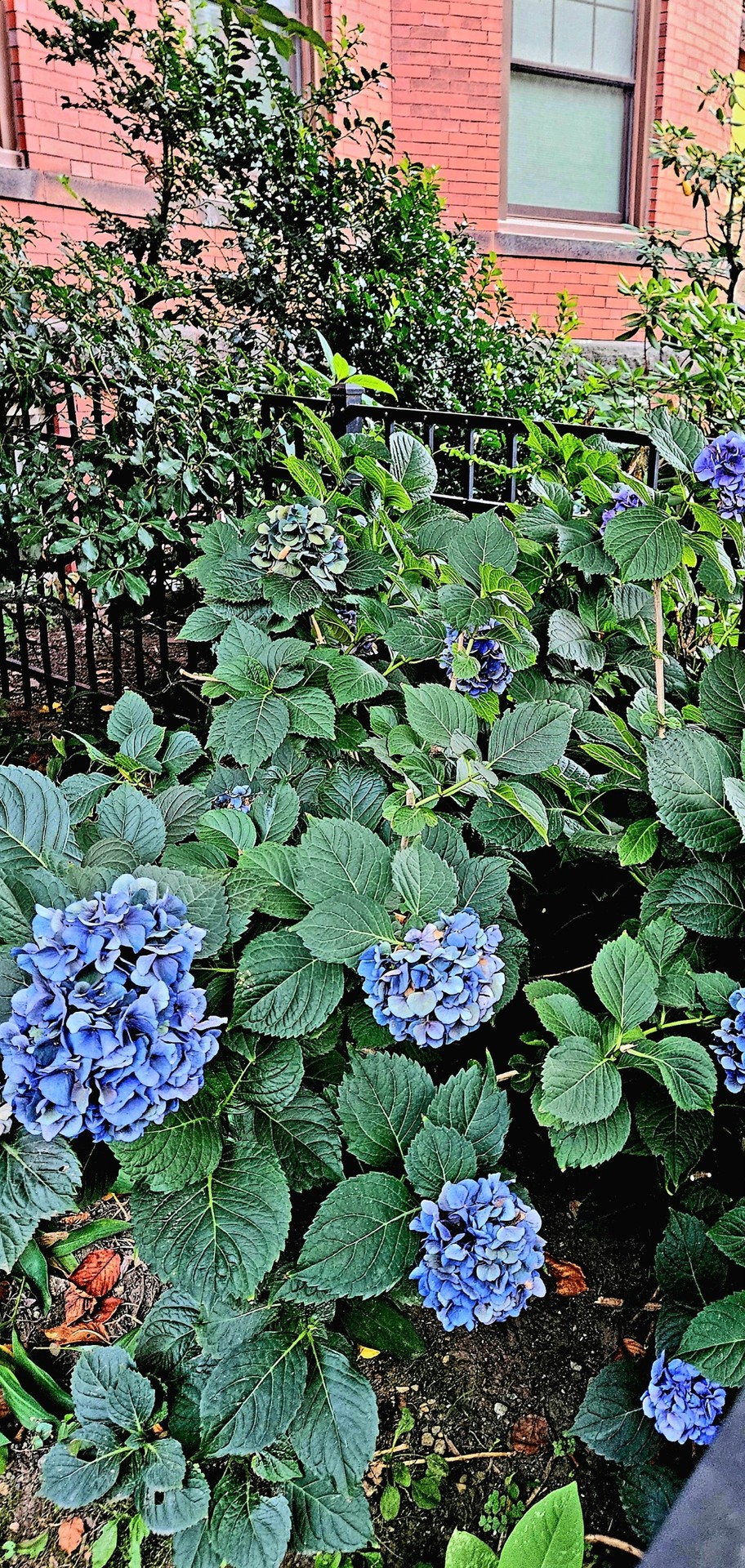 shrub, groundcover wallpapers