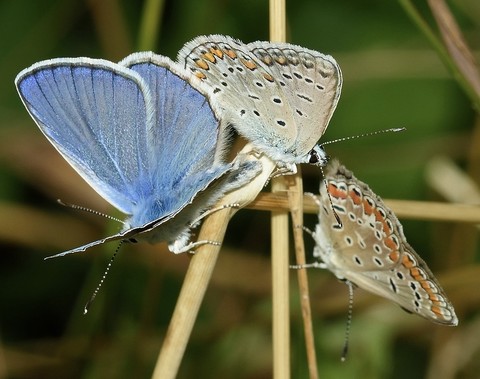 ταπετσαρίες aricia, insect