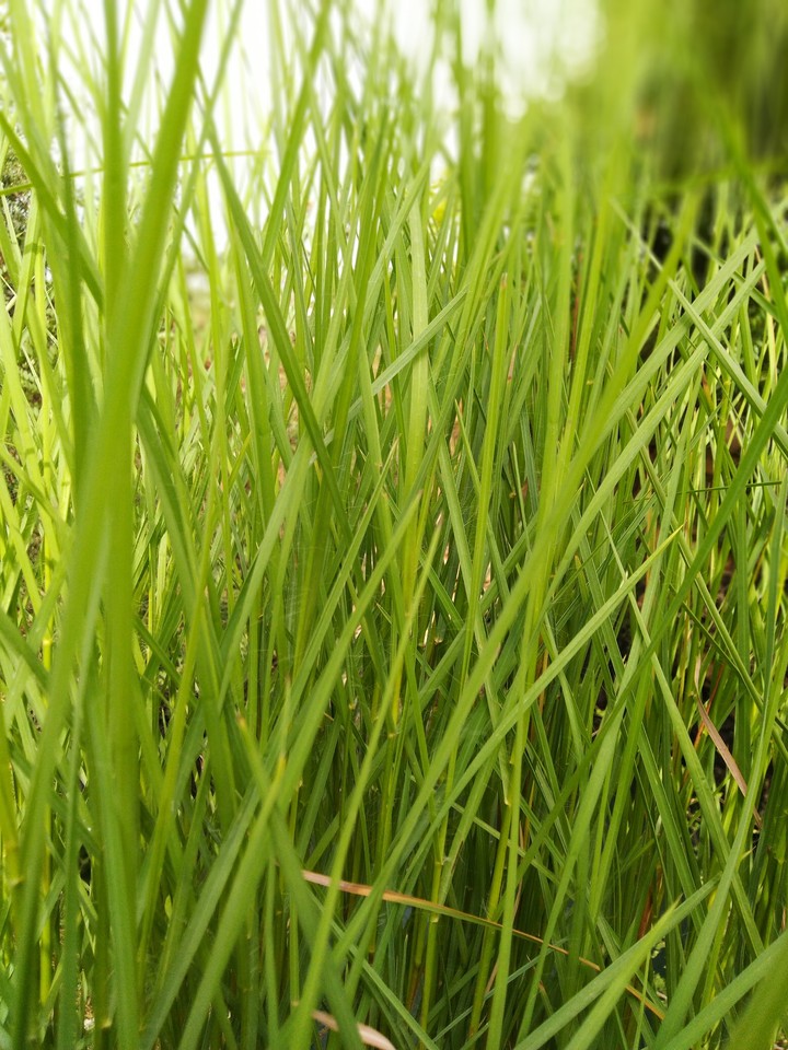 greenish groove