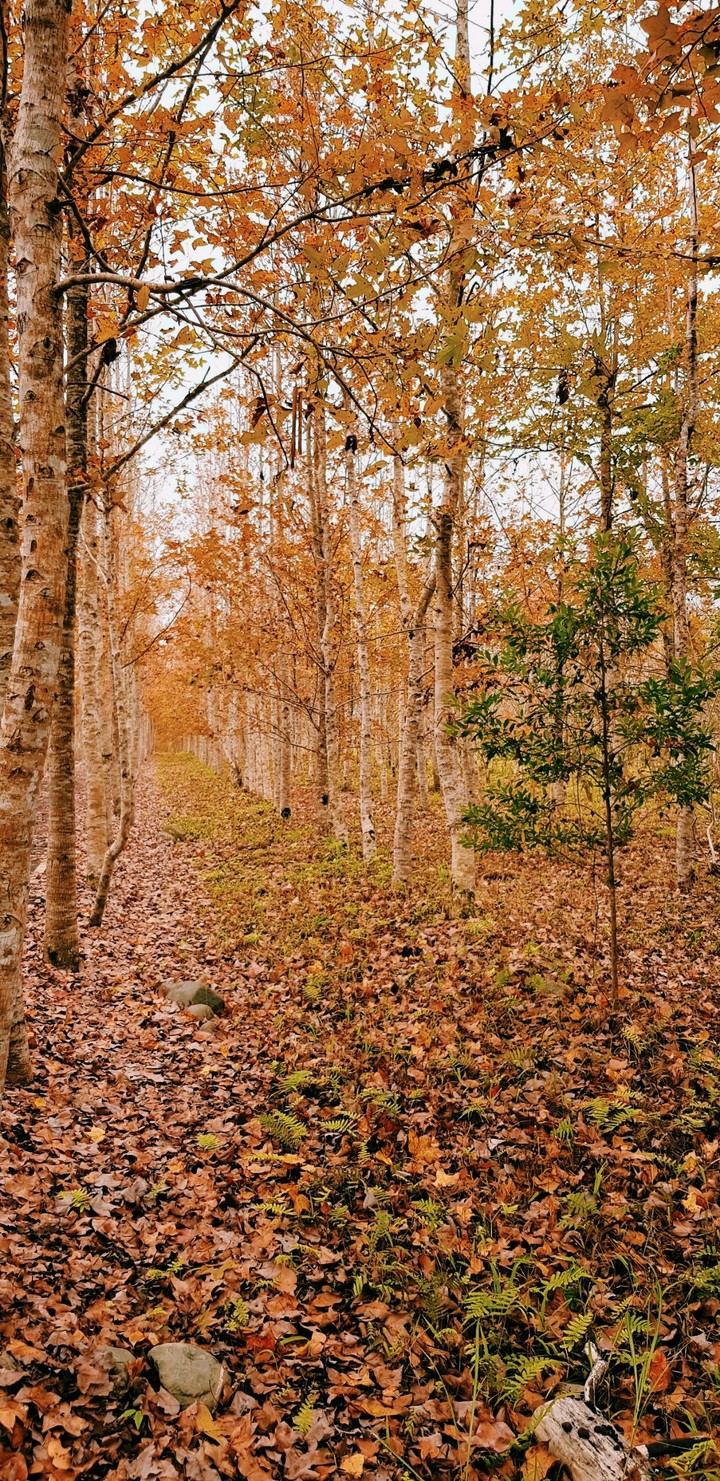Autumn