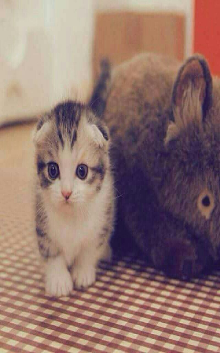 Kitty cat