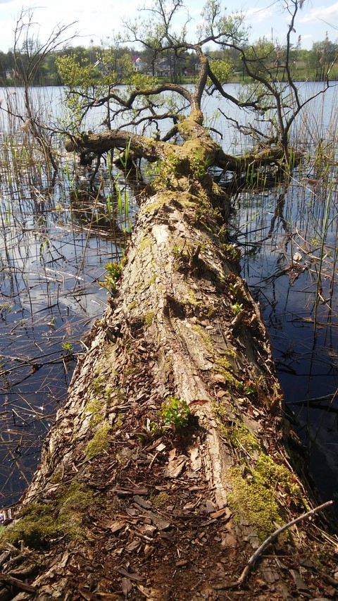 Old tree