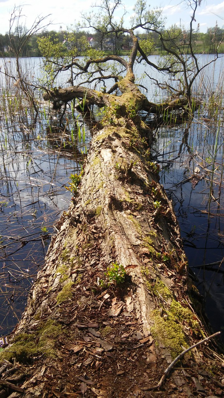 Old tree