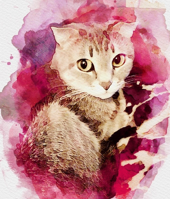 кошка по кличке Кшися