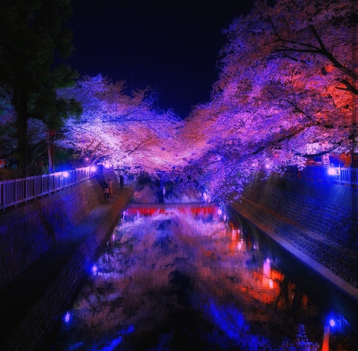 Sakura