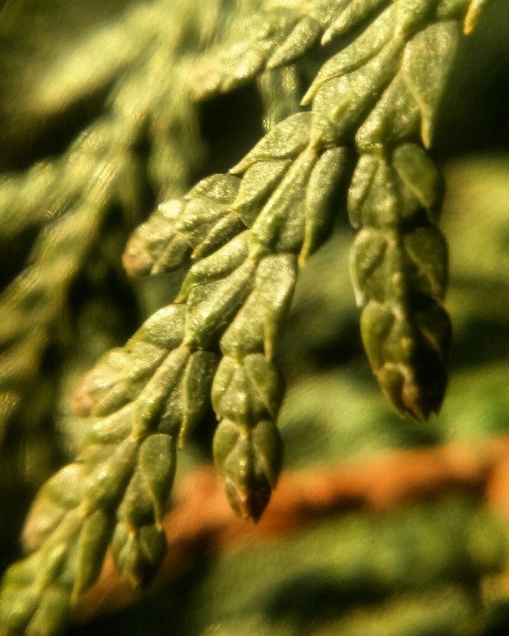 I don't know what is it, but it's cool macro photo