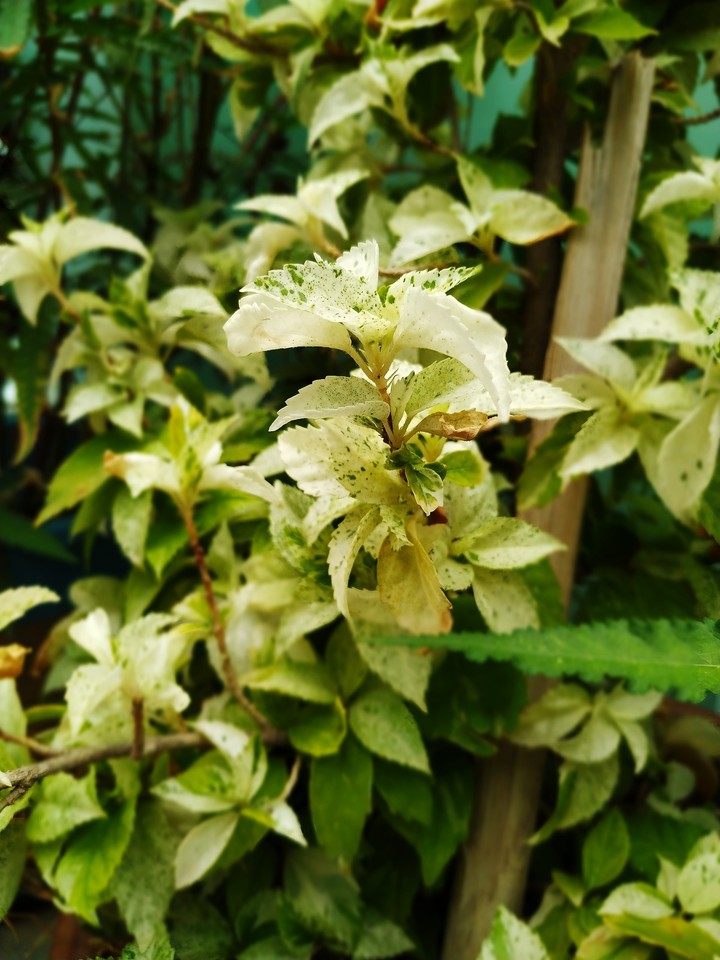 Hibiscus