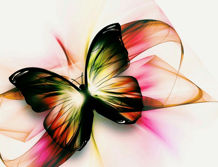 butterfly