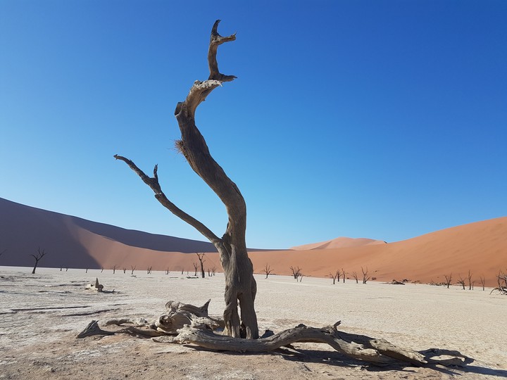desert tree