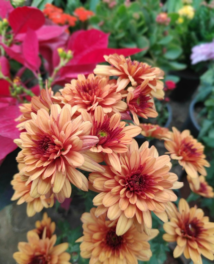 flower