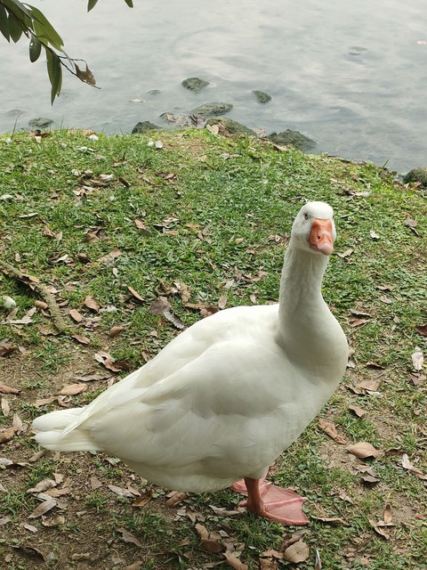 sfondi bird, grass