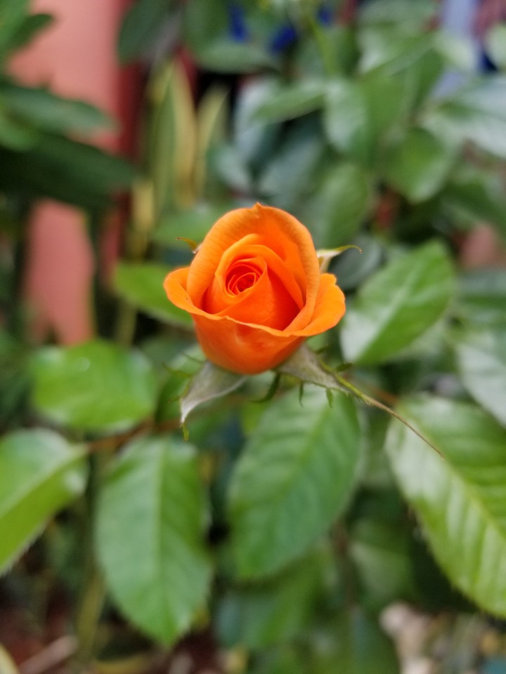 Rose