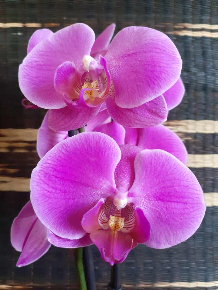 Orchids