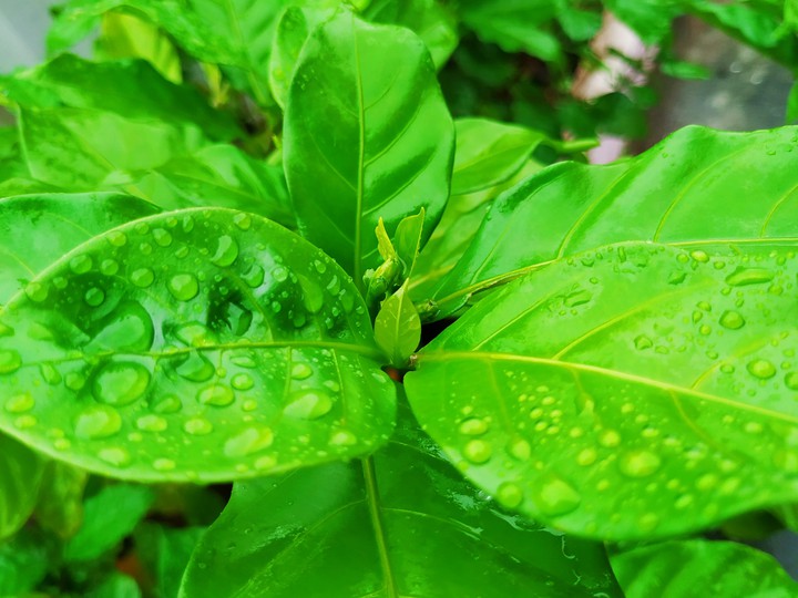 Raindrops on leaf