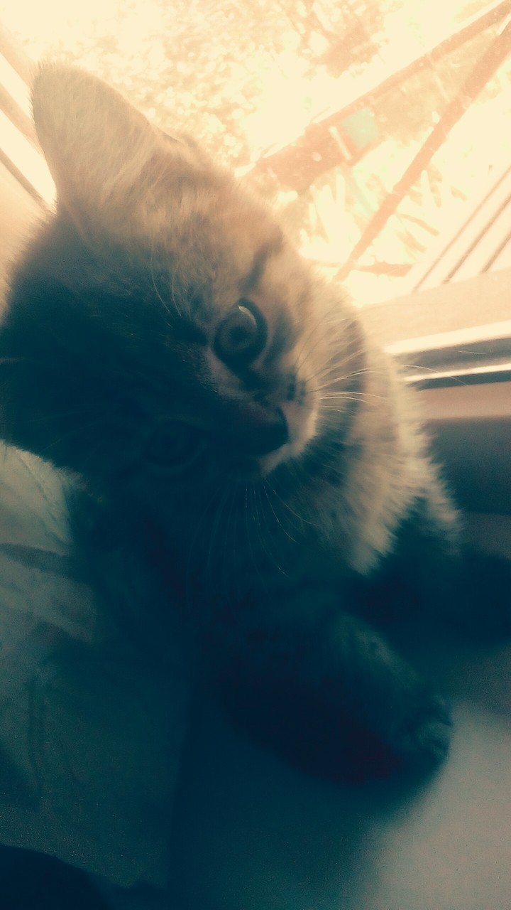 Наш котёнок..