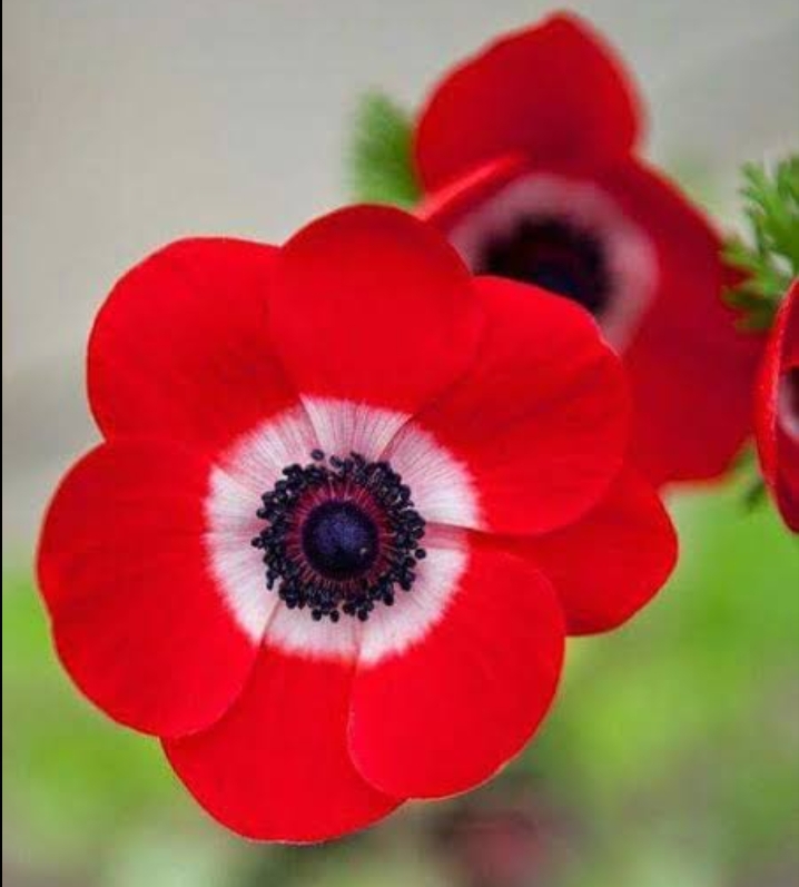 Flower ?