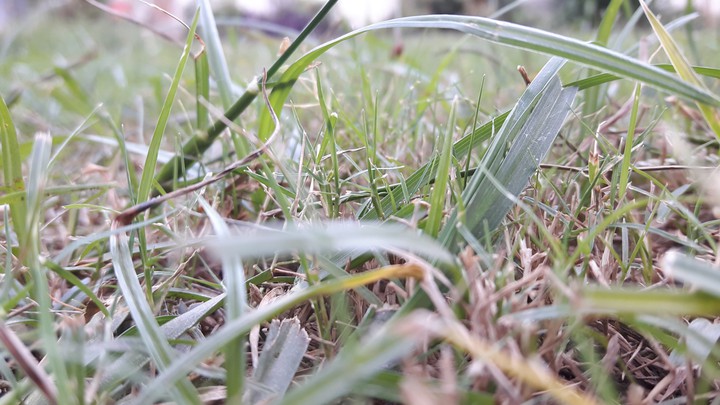 Grass