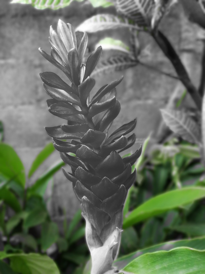 white & green