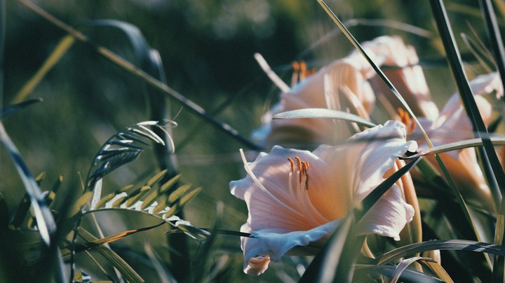 Magic flower