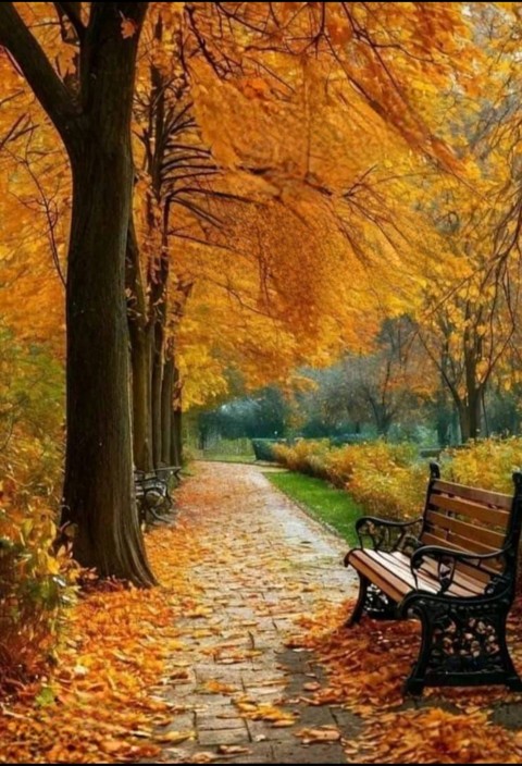Yellow, Leaf, Nature