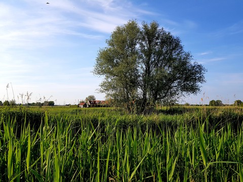 Dutch beautiful tree