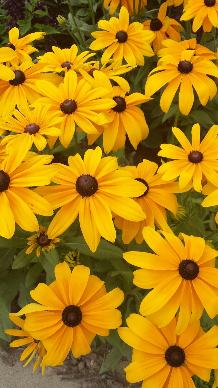 flowers