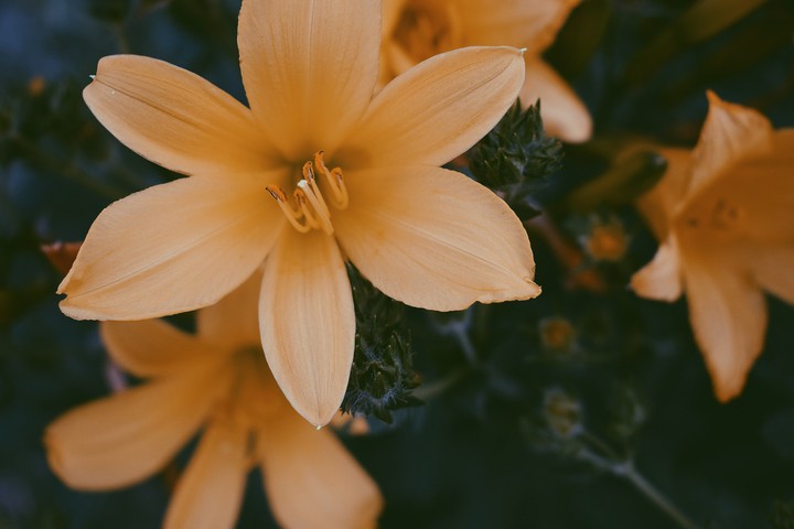 flowers