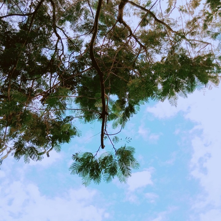 樹
