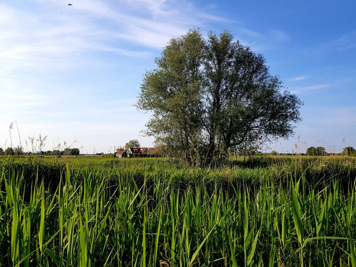 Dutch beautiful tree