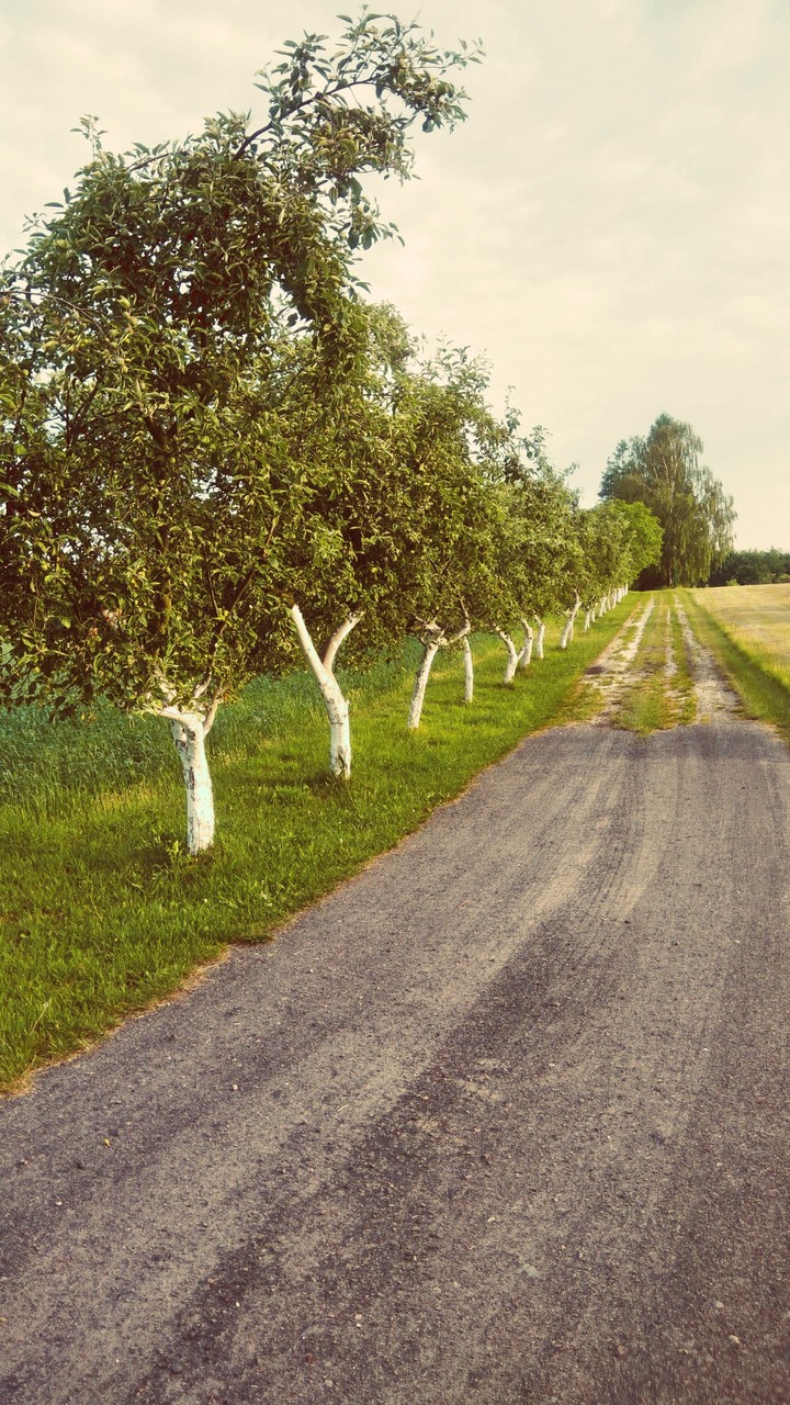 trees