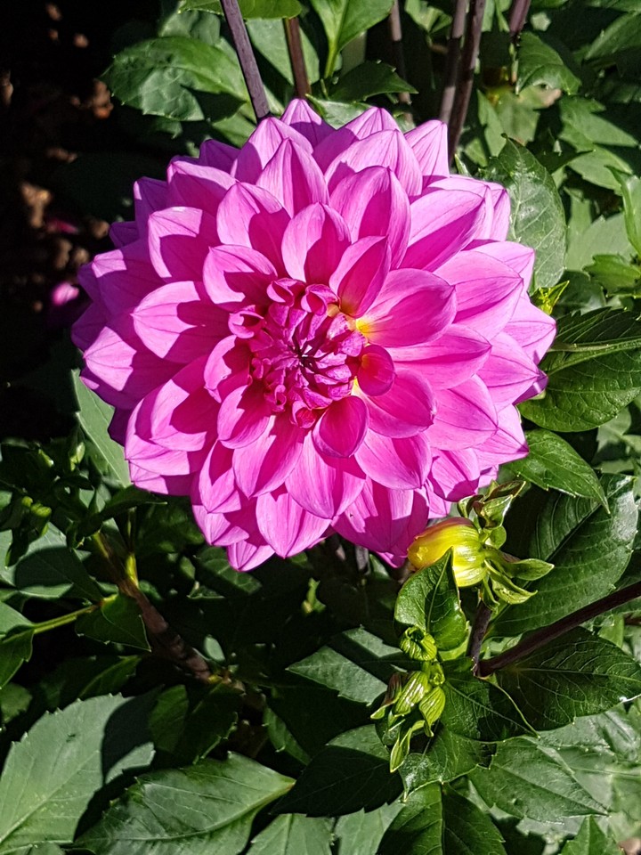 Blooming beauty