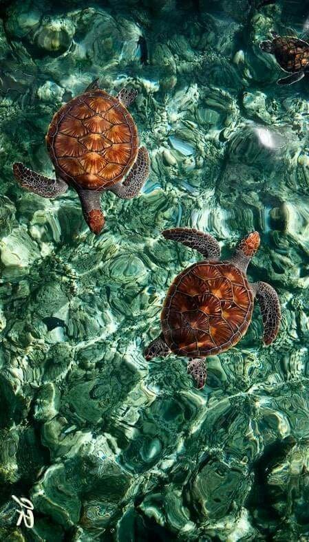 обои loggerhead, tortoise
