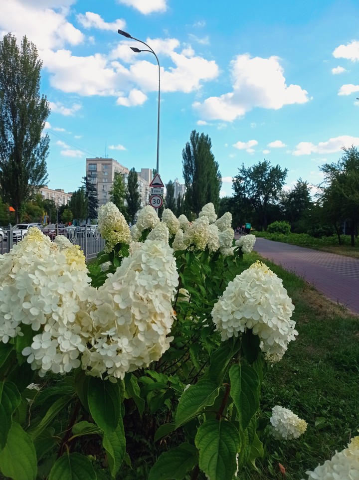 city, hydrangeaceae Hintergrundbilder