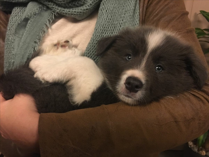 The Border Collie Because There Is No Better Dog