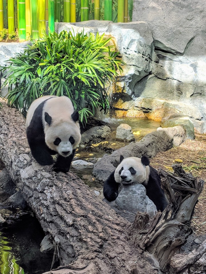 Pandas