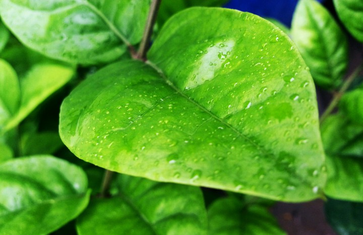 Leaf