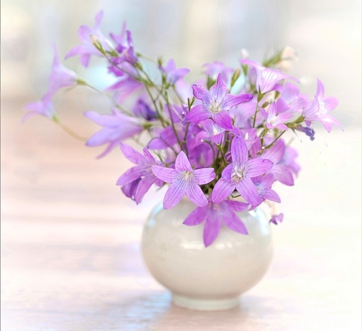 campanula