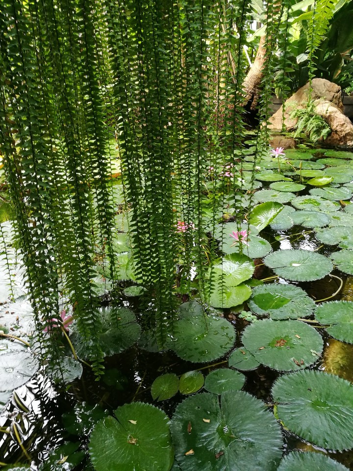 plants