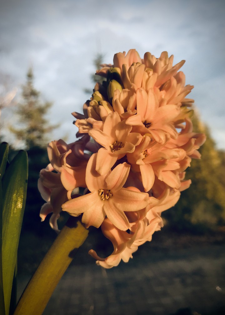 spring flower