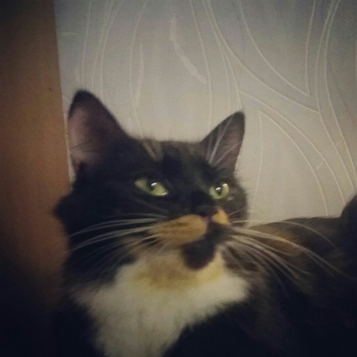 Lady Cat