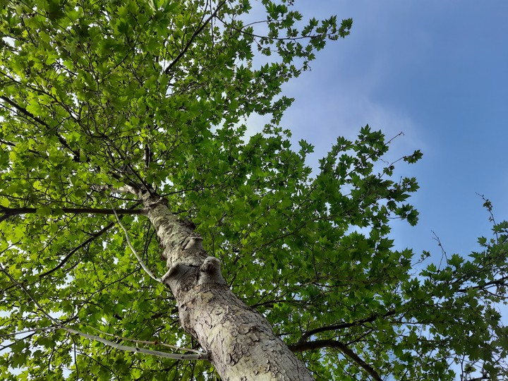 tree