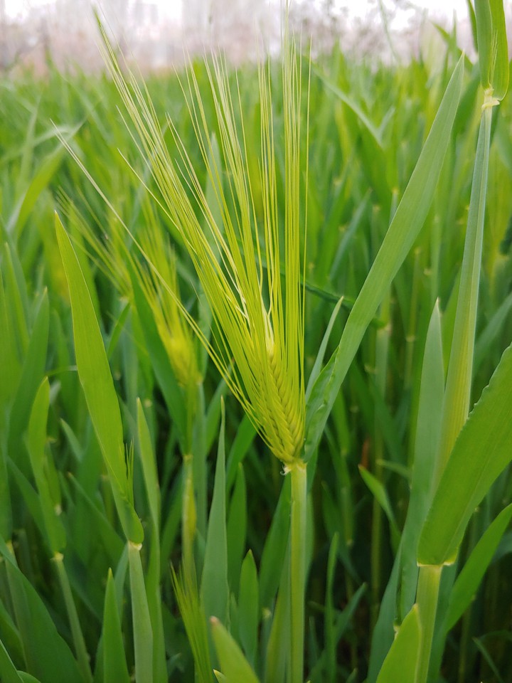 청보리