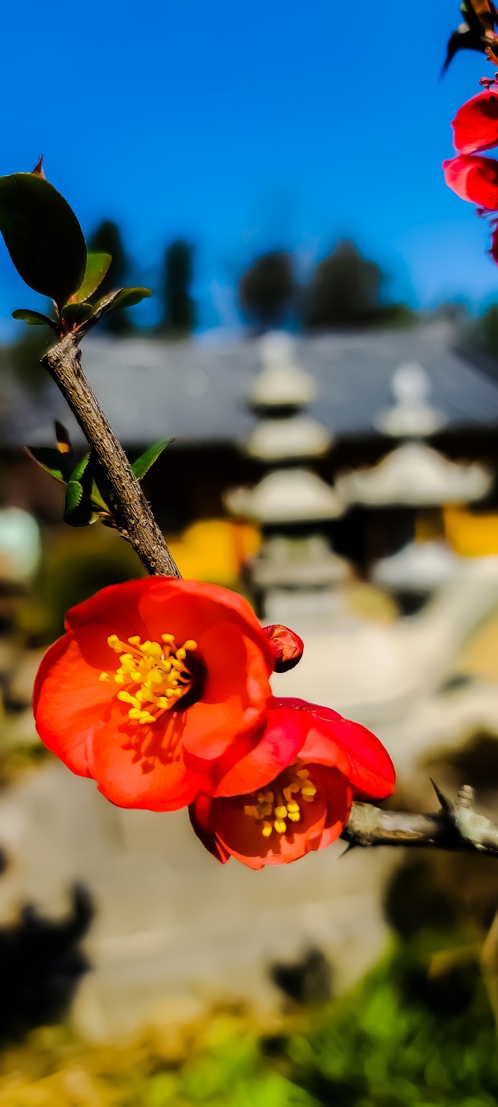 명자나무꽃