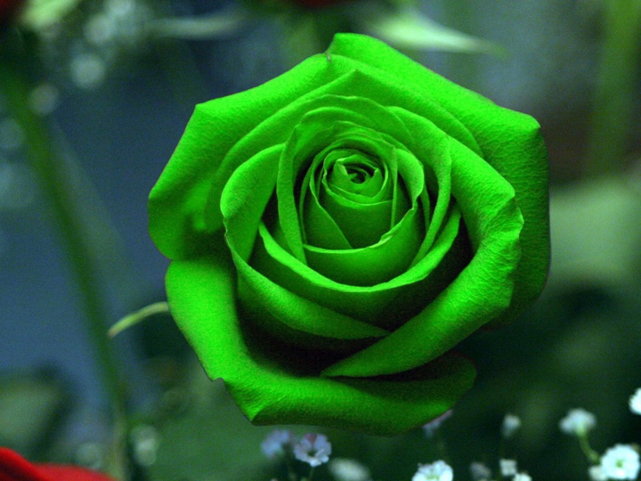 green Rose