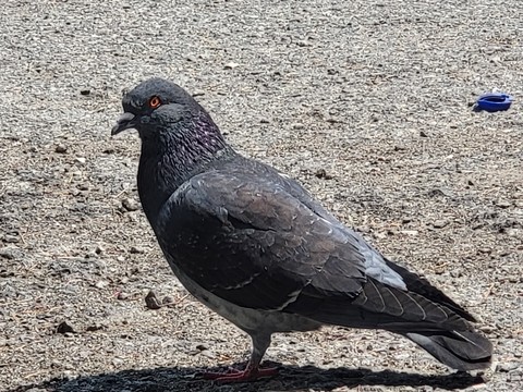 hình nền bird, grey