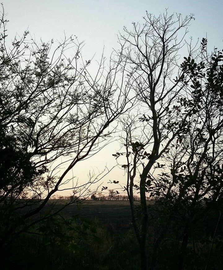 Floresta 