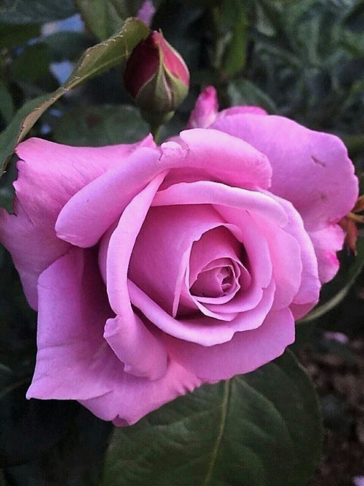 in my garden